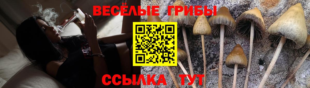 Александров  Псилоцибиновые грибы Psilocybine cubensis  Вход с VPN 